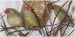 astrild rákosní-skupinka ptáčků